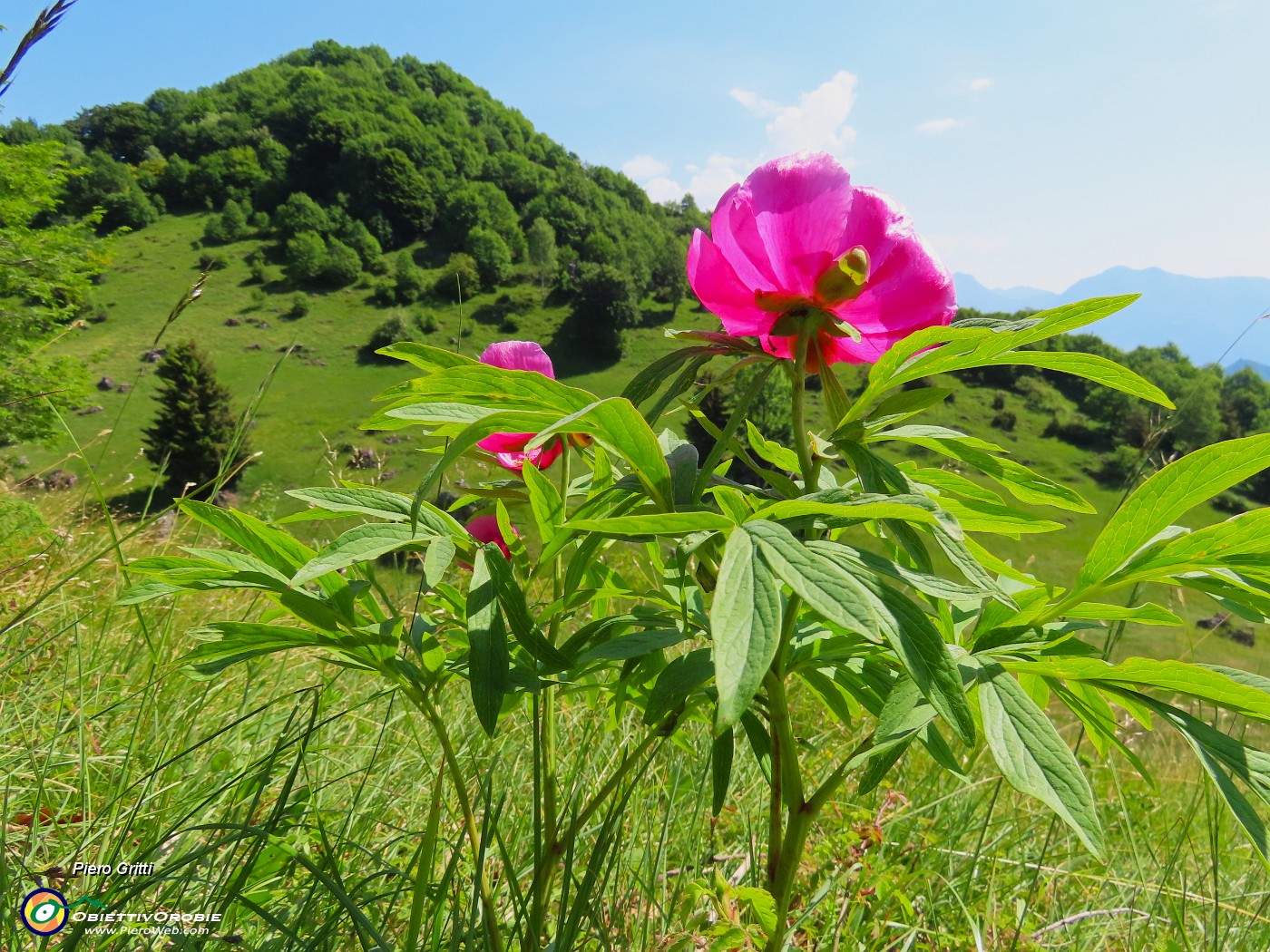 Mi son goduto la peonia dello Zucco e non solo ! – 25magg26